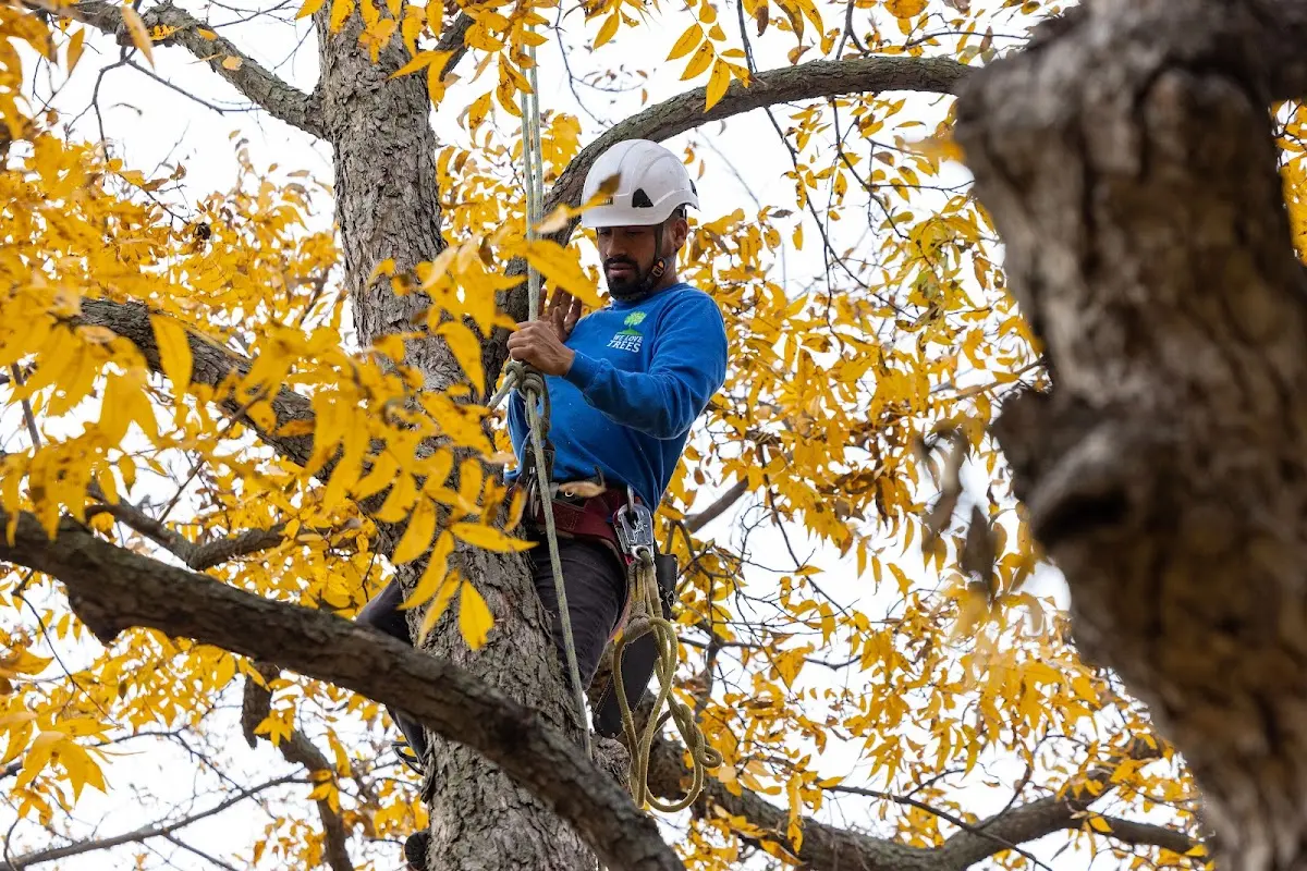 Skilled Tree Planting crew working in Etna